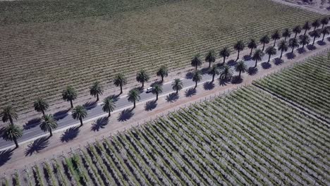 Vehicles-Driving-On-The-Famous-Seppeltsfield-Road-Surrounded-By-Vineyard-And-Palm-Trees-In-Australia---aerial-drone-shot