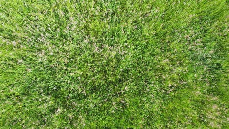 Aerial-top-down-drone-shot-view-of-slow-fly-over-green-windy-spring-field-4K