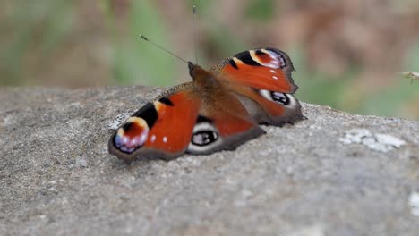 Close-up-Aglais-io,peacock-butterfly-resting-on-rock-on-woods