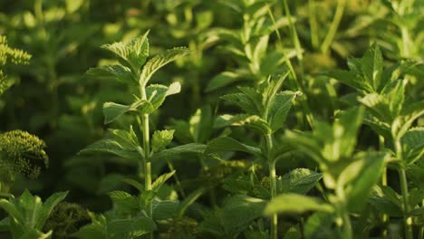 Mint-leaves-growing-in-the-field