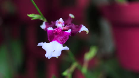 Parallaxe-Erschossen-Lila-Orchidee