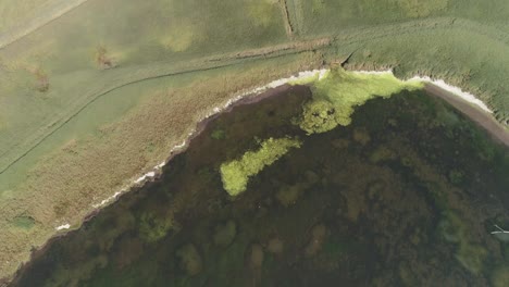Aerial-tracking-forward-top-down-above-a-swampy-lagoon-with-bright-green-algae-sitting-on-the-surface