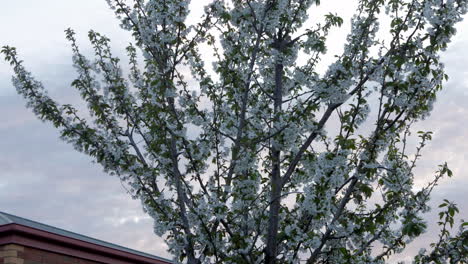 Kirschblütenbaum-In-Blüte-Während-Des-Australischen-Frühlings