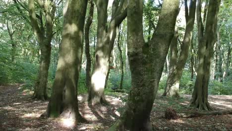 Moving-through-woodlands-trees---foliage