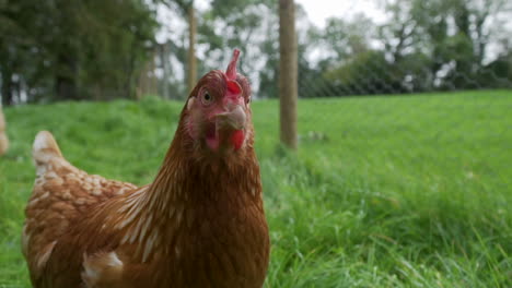 Curious-free-range-chicken-looking-directly-at-the-camera-in-green-enclosure