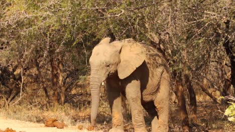 Footage-of-a-young-bull-african-elephant-being-playful-in-a-national-park-in-south-africa