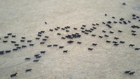 From-high-above,-a-herd-of-black-cattle-look-like-marching-ants,-as-they-are-herded-across-the-flat-outback-landscape