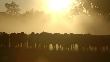 Herd-of-cows-walking-in-a-dusty-dry-field-at-sunset-in-Australia