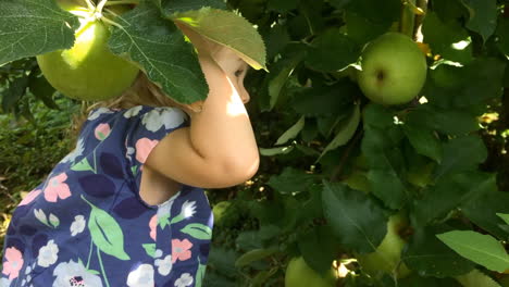 Kleines-Mädchen,-Das-Apfel-Im-Apfelgarten-Unter-Baum-Pflückt