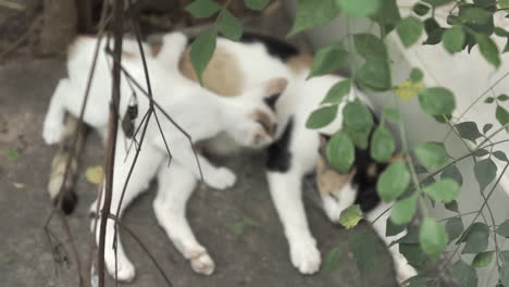 Dolly-Aus-Einer-Streunenden-Weiblichen-Katze,-Die-Ihr-Kätzchen-Zwischen-Den-Pflanzen-Und-Blättern-Eines-Verlassenen-Haushinterhofs-Füttert