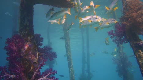Erstaunliche-Weichkorallen---Fische-Unter-Einem-Steg-In-Indonesien