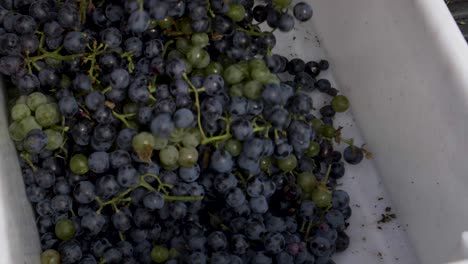 Pouring-freshly-harvested-Othello-grapes-into-a-plastic-box---180-fps-slow-motion
