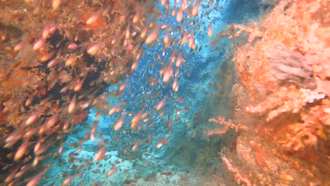 Ein-Schwarm-Glasfische-Schwimmt-In-Einer-Unterwasserhöhle-Auf-Die-Kamera-Zu
