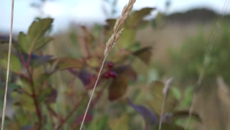 Close-up-shot-of-berry-and-reed