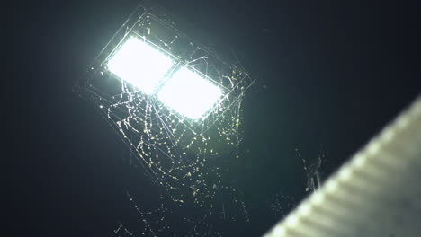 Massive-spider-web-around-lamp-post-covered-in-bugs-above-bus-shelter