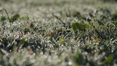 Beads-of-dew-on-blades-of-grass-early-in-morning-with-copyspace