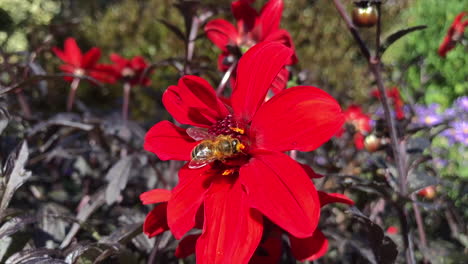 Honigbiene-In-Zeitlupe-Auf-Roter-Blume,-Die-Pollen-Sammelt