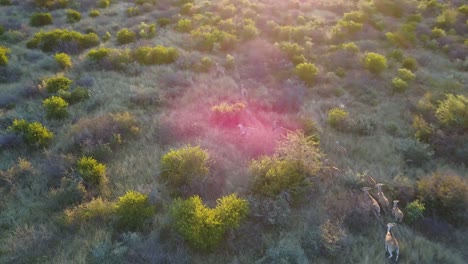 Antelopes-running-in-grassy-plain,-Aerial-tracking-shot-with-sunset-lens-flare