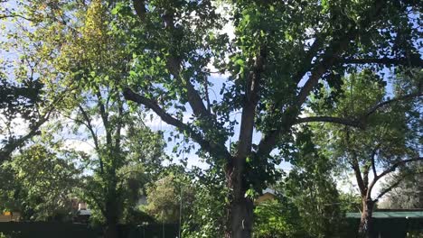 Time-Lapse-of-a-Tree-in-Garden