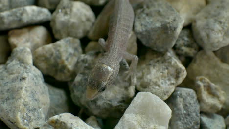 Macro-shot-of-a-tiny-wild-baby-lizard-breathing-and-moving,-then-running-away-from-danger-fast-on-small-rocks