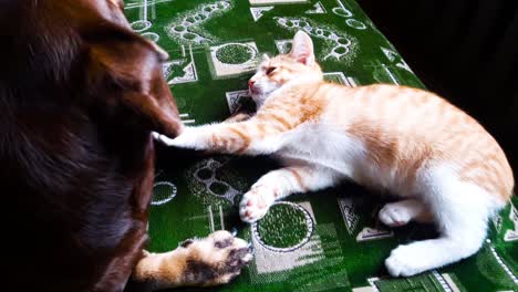 Young-Ginger-Kitten-Together-with-Sausage-dog