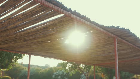Bamboo-canopy-sunlight-shining-between-gaps
