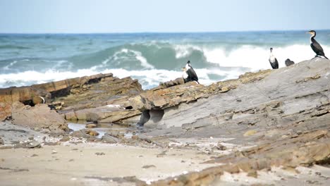 Birds-chilling-on-rocks-at-the-beach-as-one-decided-to-spread-its-wings-and-fly-over-to-another-rock