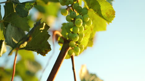 Grapevine-during-a-sunny-day-caught-in-a-strong-wind