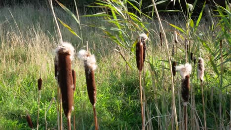 Static-Shot-of-Bulrushes-Blowing-Violently-in-the-Wind