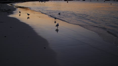 Rottnest-Island-Strand-Sonnenuntergang