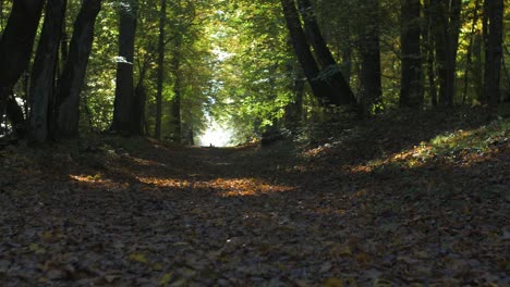 Forest-trail-in-sunny-autumn-day,-wide-shot