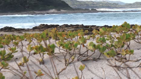 Beach-vegetation-with-waves-in-the-background