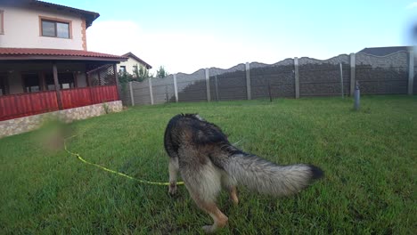 Zeitlupe---Nasser-Hund-Spielt-Mit-Wasser-Aus-Einem-Sprinkler-Im-Hinterhof
