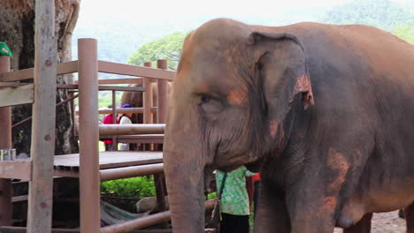 Elefante-Caminando-Más-Allá-De-Una-Puerta-Con-Turistas-Mirándolos