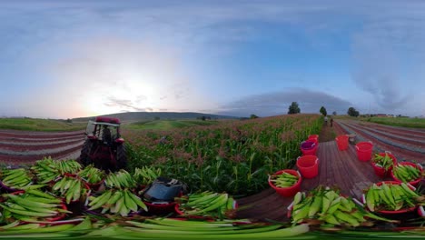360-vr-of-tractor-pulling-flatbed-loaded-with-corn-through-a-field-just-before-sunrise