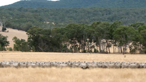 Wide-shot-of-herd-of-sheep-being-maneuvered-by-dogs