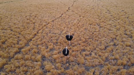 Aerial-Spinning-Shot-of-two-male-ostriches-walking-through-African-savanna