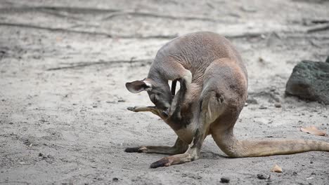 Mother-Red-Kangaroo-cleaning-her-baby-in-the-pouch