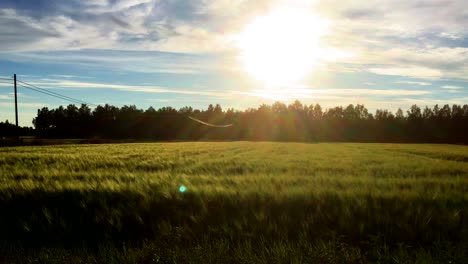 passing-a-field-of-wheat-grass-during-golden-hour-sunset,-reaching-a-countryside-crossroad,-beautiful-nature