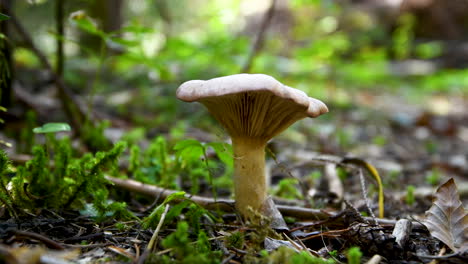 Mushroom-on-forest-floor,-close-up,-4k,-floor-level-shot,-low-angle