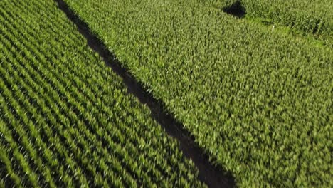 Fast-birds-eye-view-of-corn-field-with-slow-pan-to-wide-angle-view-of-farm-land