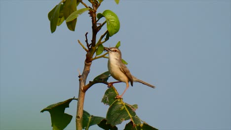 Brown-breasted-flycatcher-eating-spider-.
