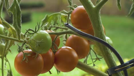 Schwenk-über-Tomaten-Aus-Eigenem-Anbau