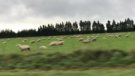 Sheeps-in-New-Zealand-road-while-on-a-road-trip-driving