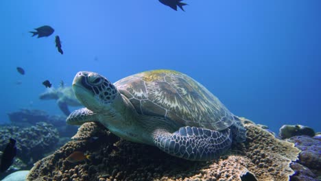 A-big-green-turtle-are-sitting-on-top-of-a-sea-mount-and-resting