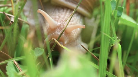 A-macro-close-up-shot-of-a-white-snail-crawling-slowly-through-green-blades-of-grass-in-search-of-food