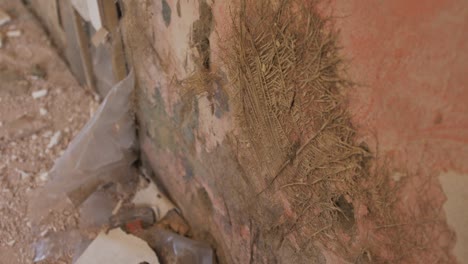 Vegetation-and-mold-on-plaster-of-old-house