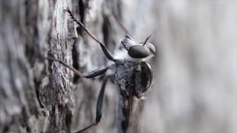 Mosquito-on-the-Tree-bark-macro-shoot