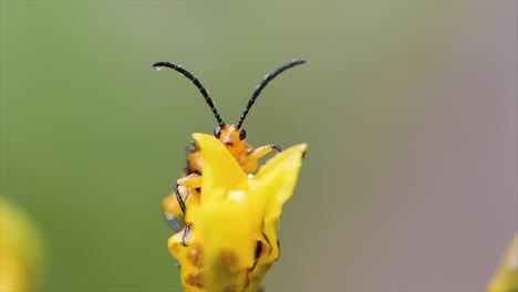 Escarabajo-De-La-Ampolla-En-El-Primer-Plano-De-La-Flor-Amarilla