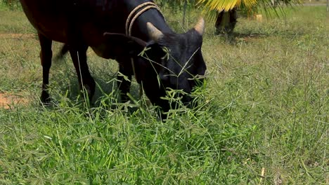Vaca-India-Negra-Alimentándose-De-Un-Parche-De-Plantas-Verdes